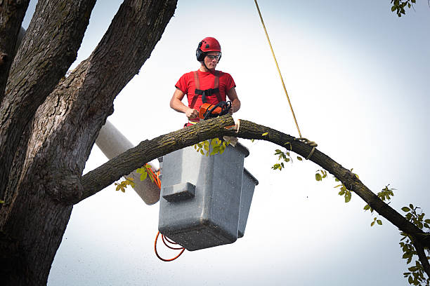 Best Tree Cutting Near Me  in Arlington, WA